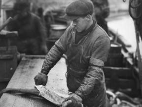 Gutting cod in the harbour